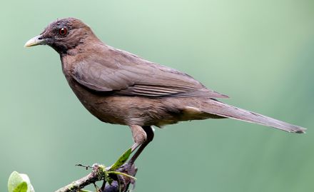 Yigüirro (Turdus Grayi)