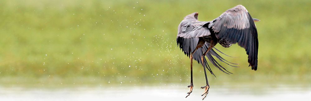 Aves de Costa Rica 