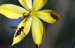 1-Los_Quetzales_05-06-2010_241.jpg