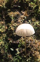 Nombre del archivo=1-Los_Quetzales_074.jpg
Tamaño del archivo=916Kb
Dimensiones=736x1137
Fecha añadida=19 de Febrero de 15 1-Los_Quetzales_074.jpg