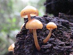 Nombre del archivo=1-Los_Quetzales_206.jpg
Tamaño del archivo=984Kb
Dimensiones=1104x828
Fecha añadida=20 de Febrero de 15 1-Los_Quetzales_206.jpg