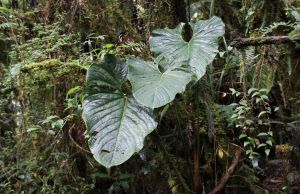 1-Volcan_Barva__17-07-2010_193_copy.jpg