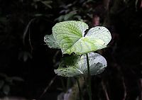 Barbilla_26-06-2010_200.jpg