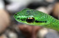 Barbilla_26-06-2010_368.jpg