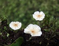 Barbilla_26-06-2010_462.jpg