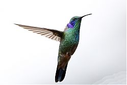 Nombre del archivo=Q1_T0O1329.jpg
Tamaño del archivo=247Kb
Dimensiones=1104x736
Fecha añadida=20 de Febrero de 15 Q1_T0O1329.jpg