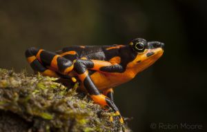 Nombre del archivo=RanaARLEQUIN-Atelopus-varius.jpg
Tamaño del archivo=746Kb
Dimensiones=1280x819
Fecha añadida=28 de Marzo de 17 RanaARLEQUIN-Atelopus-varius.jpg