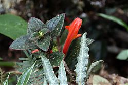 Nombre del archivo=aa-Los_Quetzales_2_222.jpg
Tamaño del archivo=688Kb
Dimensiones=1104x736
Fecha añadida=20 de Febrero de 15 aa-Los_Quetzales_2_222.jpg