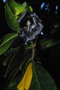 Nombre del archivo=epifita-solanaceae.jpg
Tamaño del archivo=66Kb
Dimensiones=700x1046
Fecha añadida=28 de Marzo de 17 epifita-solanaceae.jpg