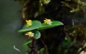 Nombre del archivo=orquideas.jpg
Tamaño del archivo=127Kb
Dimensiones=1200x752
Fecha añadida=28 de Marzo de 17 orquideas.jpg