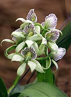 Nombre del archivo=orquideas_2010_015.jpg
Tamaño del archivo=247Kb
Dimensiones=1502x2048
Fecha añadida=01 de Diciembre de 14 orquideas_2010_015.jpg