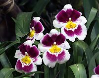 Nombre del archivo=orquideas_2010_016.jpg
Tamaño del archivo=933Kb
Dimensiones=1650x1296
Fecha añadida=01 de Diciembre de 14 orquideas_2010_016.jpg