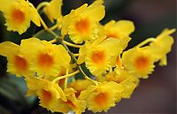 Nombre del archivo=orquideas_2010_017.jpg
Tamaño del archivo=171Kb
Dimensiones=2048x1325
Fecha añadida=01 de Diciembre de 14 orquideas_2010_017.jpg