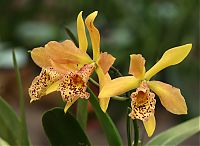 orquideas_2010_020.jpg