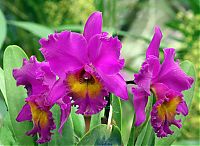 Nombre del archivo=orquideas_2010_021.jpg
Tamaño del archivo=1856Kb
Dimensiones=2000x1467
Fecha añadida=01 de Diciembre de 14 orquideas_2010_021.jpg
