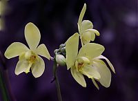 Nombre del archivo=orquideas_2010_022.jpg
Tamaño del archivo=131Kb
Dimensiones=2048x1501
Fecha añadida=01 de Diciembre de 14 orquideas_2010_022.jpg
