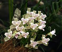 orquideas_2010_031.jpg