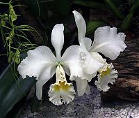 Nombre del archivo=orquideas_2010_032.jpg
Tamaño del archivo=1489Kb
Dimensiones=2000x1692
Fecha añadida=01 de Diciembre de 14 orquideas_2010_032.jpg