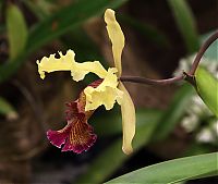Nombre del archivo=orquideas_2010_033.jpg
Tamaño del archivo=1723Kb
Dimensiones=2000x1692
Fecha añadida=01 de Diciembre de 14 orquideas_2010_033.jpg