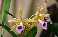 Nombre del archivo=orquideas_2010_044.jpg
Tamaño del archivo=1255Kb
Dimensiones=2000x1294
Fecha añadida=01 de Diciembre de 14 orquideas_2010_044.jpg