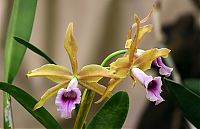 orquideas_2010_044.jpg