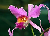 Nombre del archivo=orquideas_2010_045.jpg
Tamaño del archivo=1246Kb
Dimensiones=1800x1320
Fecha añadida=01 de Diciembre de 14 orquideas_2010_045.jpg