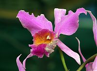 orquideas_2010_045.jpg