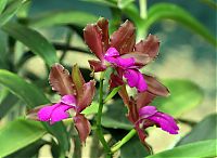 Nombre del archivo=orquideas_2010_046.jpg
Tamaño del archivo=1692Kb
Dimensiones=2000x1467
Fecha añadida=01 de Diciembre de 14 orquideas_2010_046.jpg