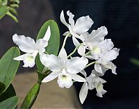 Nombre del archivo=orquideas_2010_055.jpg
Tamaño del archivo=1728Kb
Dimensiones=2000x1571
Fecha añadida=01 de Diciembre de 14 orquideas_2010_055.jpg