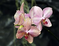 Nombre del archivo=orquideas_2010_060.jpg
Tamaño del archivo=1234Kb
Dimensiones=2000x1571
Fecha añadida=01 de Diciembre de 14 orquideas_2010_060.jpg