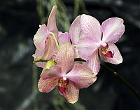 orquideas_2010_060.jpg