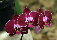 Nombre del archivo=orquideas_2010_064.jpg
Tamaño del archivo=1287Kb
Dimensiones=1850x1306
Fecha añadida=01 de Diciembre de 14 orquideas_2010_064.jpg