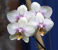 Nombre del archivo=orquideas_2010_065.jpg
Tamaño del archivo=1260Kb
Dimensiones=2000x1714
Fecha añadida=01 de Diciembre de 14 orquideas_2010_065.jpg