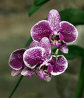 Nombre del archivo=orquideas_2010_066.jpg
Tamaño del archivo=1673Kb
Dimensiones=1543x1800
Fecha añadida=01 de Diciembre de 14 orquideas_2010_066.jpg