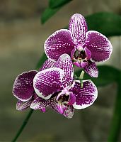 orquideas_2010_066.jpg