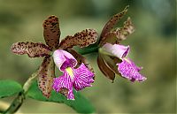 Nombre del archivo=orquideas_2010_067.jpg
Tamaño del archivo=1652Kb
Dimensiones=2000x1294
Fecha añadida=01 de Diciembre de 14 orquideas_2010_067.jpg