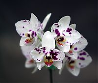 Nombre del archivo=orquideas_2010_074.jpg
Tamaño del archivo=1496Kb
Dimensiones=1800x1543
Fecha añadida=01 de Diciembre de 14 orquideas_2010_074.jpg