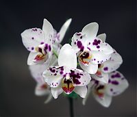 orquideas_2010_074.jpg