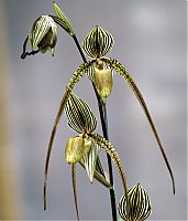 Nombre del archivo=orquideas_2010_081.jpg
Tamaño del archivo=1577Kb
Dimensiones=1714x2000
Fecha añadida=01 de Diciembre de 14 orquideas_2010_081.jpg