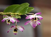 Nombre del archivo=orquideas_2010_085.jpg
Tamaño del archivo=1580Kb
Dimensiones=2000x1467
Fecha añadida=01 de Diciembre de 14 orquideas_2010_085.jpg