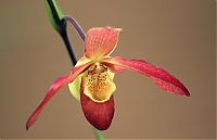 Nombre del archivo=orquideas_2010_086.jpg
Tamaño del archivo=988Kb
Dimensiones=2000x1294
Fecha añadida=01 de Diciembre de 14 orquideas_2010_086.jpg