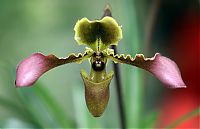 Nombre del archivo=orquideas_2010_087.jpg
Tamaño del archivo=1009Kb
Dimensiones=2000x1294
Fecha añadida=01 de Diciembre de 14 orquideas_2010_087.jpg