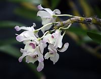 Nombre del archivo=orquideas_2010_112.jpg
Tamaño del archivo=1484Kb
Dimensiones=2000x1571
Fecha añadida=02 de Diciembre de 14 orquideas_2010_112.jpg