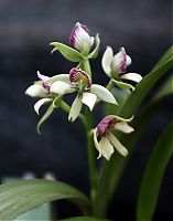 orquideas_2010_113.jpg