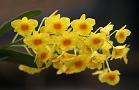 Nombre del archivo=orquideas_2010_116.jpg
Tamaño del archivo=1298Kb
Dimensiones=2000x1294
Fecha añadida=02 de Diciembre de 14 orquideas_2010_116.jpg