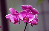 Nombre del archivo=orquideas_2010_125.jpg
Tamaño del archivo=907Kb
Dimensiones=2000x1294
Fecha añadida=02 de Diciembre de 14 orquideas_2010_125.jpg