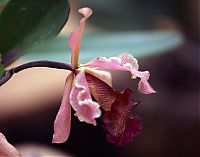 orquideas_2010_151.jpg