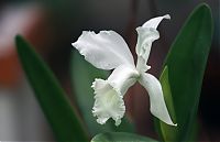 Nombre del archivo=orquideas_2010_175.jpg
Tamaño del archivo=1205Kb
Dimensiones=2000x1294
Fecha añadida=02 de Diciembre de 14 orquideas_2010_175.jpg