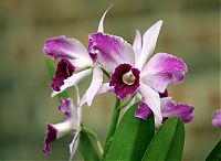 Nombre del archivo=orquideas_2010_182.jpg
Tamaño del archivo=1580Kb
Dimensiones=2000x1467
Fecha añadida=02 de Diciembre de 14 orquideas_2010_182.jpg