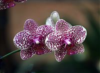 Nombre del archivo=orquideas_2010_183.jpg
Tamaño del archivo=1728Kb
Dimensiones=2000x1467
Fecha añadida=02 de Diciembre de 14 orquideas_2010_183.jpg